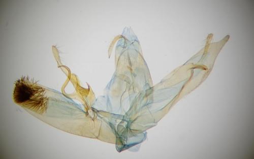 Emmelina monodactyla
